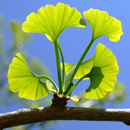 Unlocking the Power of Ginkgo Biloba: Benefits for Health and Men's Sexual Wellness