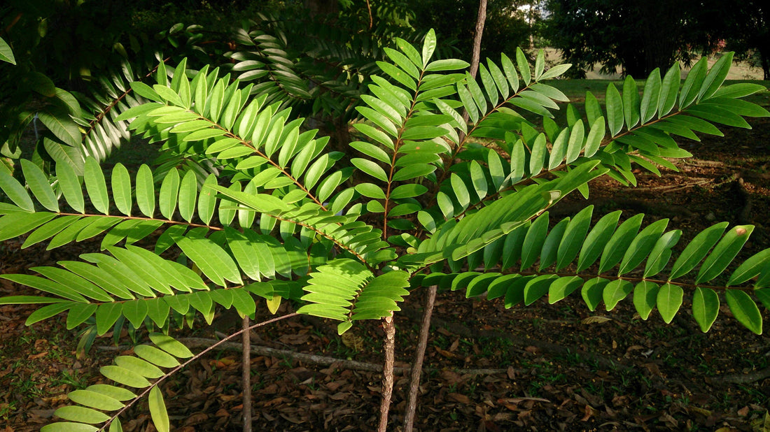 The Power of Tongkat Ali: Harnessing the Benefits for Men's Sexual Health