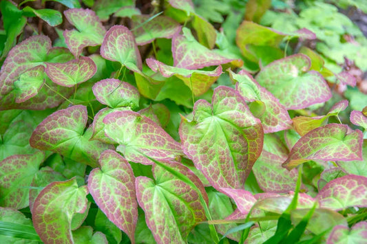 Horny Goat Weed: Harnessing Nature’s Power for Men’s Sexual Health and Wellness