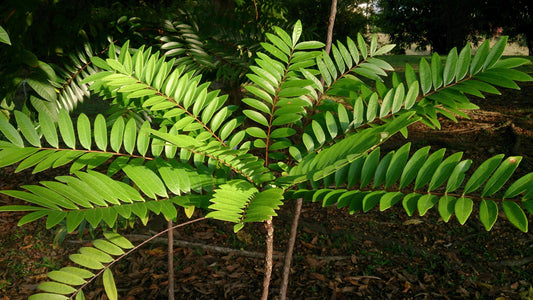 The Power of Tongkat Ali: Harnessing the Benefits for Men's Sexual Health